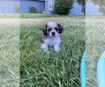 Puppy Puppy 1 Maltese-Tibetan Spaniel Mix