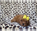 Small #7 Cavapoo (Miniature)