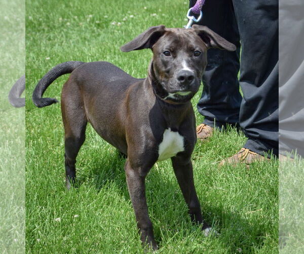 Medium Photo #3 Beagle-Unknown Mix Puppy For Sale in Huntley, IL, USA