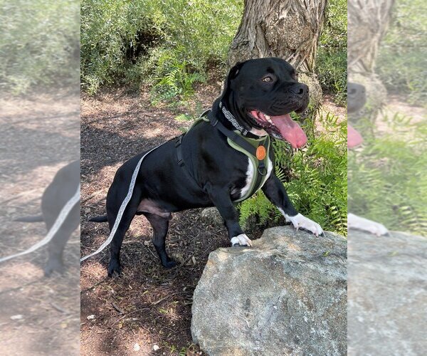 Medium Photo #2 American Staffordshire Terrier Puppy For Sale in Lake Forest, CA, USA