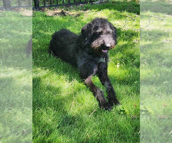 Medium Photo #4 Chesa-Poo Puppy For Sale in Springdale, PA, USA