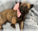 Small Photo #196 Belgian Malinois Puppy For Sale in REESEVILLE, WI, USA