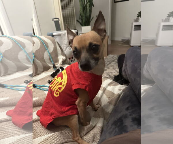 Medium Photo #2 Chihuahua Puppy For Sale in Lake Elsinore, CA, USA