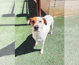 Amanda - Female Mutt Dog for Adoption - Photo #3