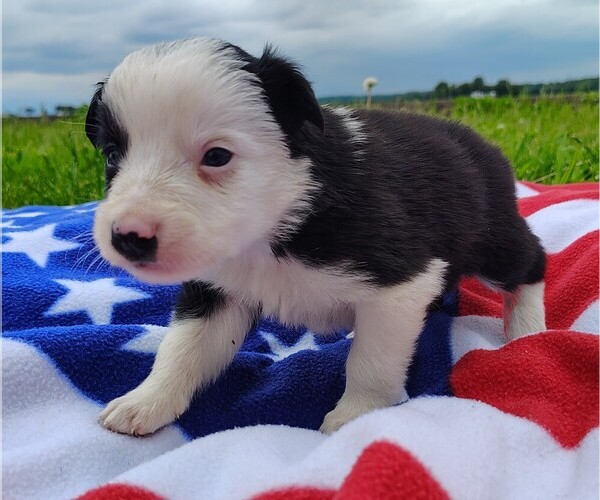 Medium Photo #9 Border Collie Puppy For Sale in NORBORNE, MO, USA