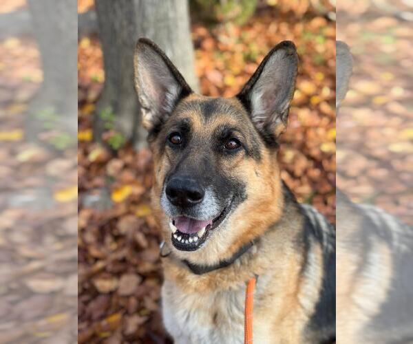 Medium Photo #9 German Shepherd Dog Puppy For Sale in Woodland, CA, USA