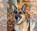 Small #8 German Shepherd Dog