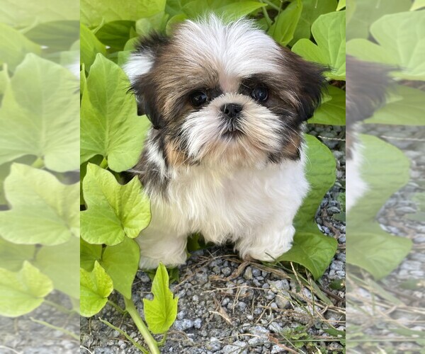 Medium Photo #2 Shih Tzu Puppy For Sale in SYRACUSE, IN, USA