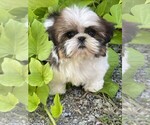 Small #1 Shih Tzu