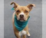 Small #1 American Staffordshire Terrier Mix