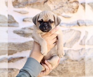 Puggle Puppy for Sale in NEW HOLLAND, Pennsylvania USA