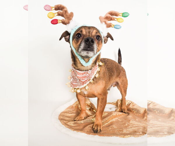 Medium Photo #1 Jack Chi Puppy For Sale in phoenix, AZ, USA