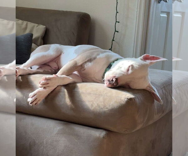 Medium Photo #10 Mutt Puppy For Sale in Fargo, ND, USA