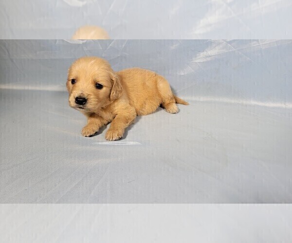Medium Photo #6 Golden Retriever Puppy For Sale in FALCON, CO, USA