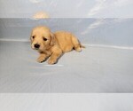 Small #5 Golden Retriever