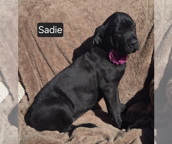 Medium Photo #4 Cane Corso Puppy For Sale in MINERAL WELLS, WV, USA