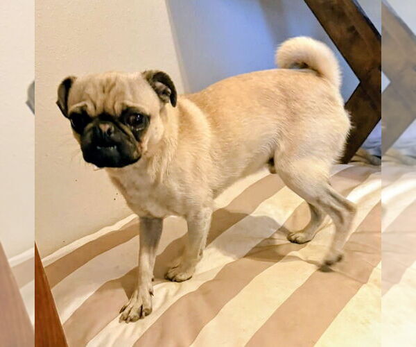 Medium Photo #1 Pug Puppy For Sale in Vail, AZ, USA