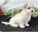 Small #6 Maltese