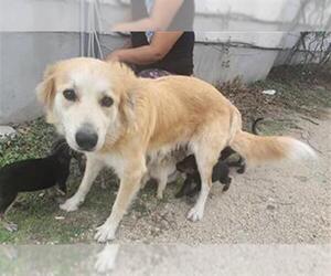 Labrador Retriever-Unknown Mix Dogs for adoption in San Antonio, TX, USA