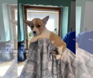 Pembroke Welsh Corgi Puppy for sale in MCMINNVILLE, TN, USA