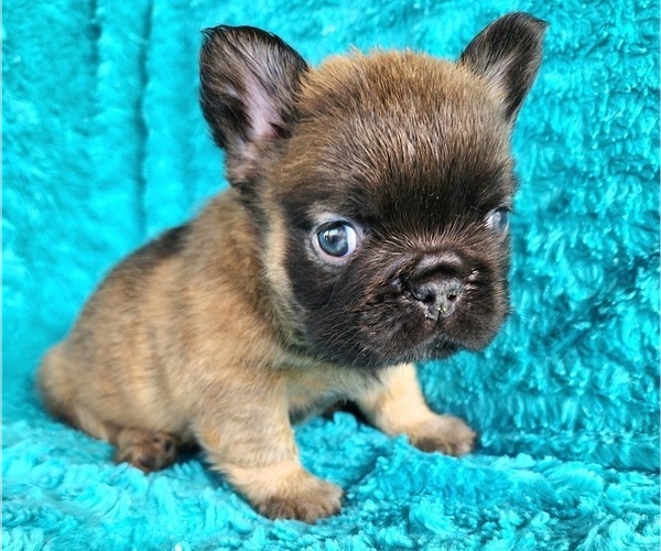 Medium Photo #16 French Bulldog Puppy For Sale in LAS VEGAS, NV, USA