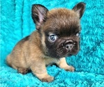 Small #15 French Bulldog