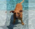 Small #1 Labrador Retriever Mix