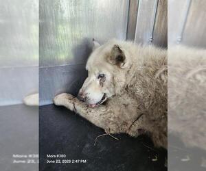 Siberian Husky-Unknown Mix Dogs for adoption in San Antonio, TX, USA