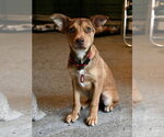 Small #4 Miniature Pinscher Mix