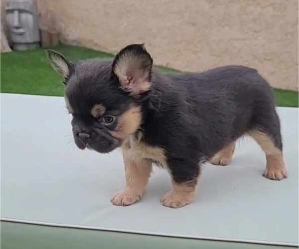 Medium Photo #2 French Bulldog Puppy For Sale in LAS VEGAS, NV, USA
