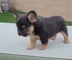Small #1 French Bulldog