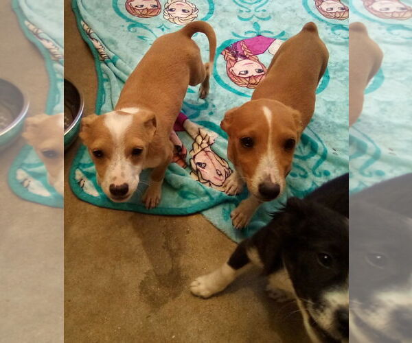 Medium Photo #16 Italian Greyhound-Jack Russell Terrier Mix Puppy For Sale in Apple Valley, CA, USA