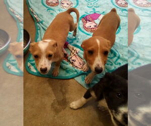 Peter Brady - Male Italian Greyhound-Jack Russell Terrier Mix Dog for Adoption - Photo #16