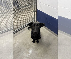 Ava 9 months old Available 9/30 - Female Labrador Retriever-Unknown Mix Dog for Adoption - Photo #2