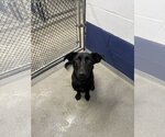 Small Photo #2 Labrador Retriever-Unknown Mix Puppy For Sale in Sterling, MA, USA