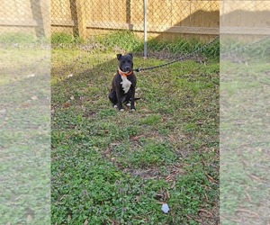 American Pit Bull Terrier Puppy for sale in MONTGOMERY, AL, USA