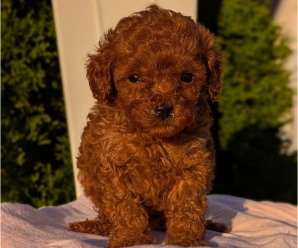 Medium Photo #19 Poodle (Miniature) Puppy For Sale in GOSHEN, IN, USA
