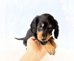 Small #4 Dachshund