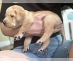 Small Photo #4 Labrador Retriever Puppy For Sale in OAKLEY, CA, USA