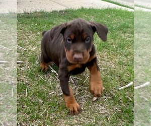 Doberman Pinscher Puppy for sale in BROOMFIELD, CO, USA