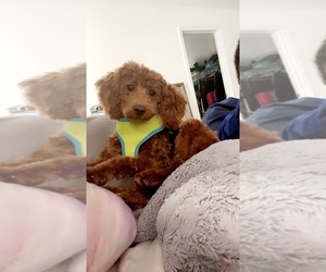 Poodle (Miniature) Puppy for sale in MILFORD, DE, USA