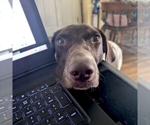 German Shorthaired Pointer Dogs for adoption in Menlo Park, CA, USA