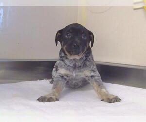 Texas Heeler Dogs for adoption in Sacramento, CA, USA