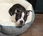 Small Photo #1 Boston Terrier Puppy For Sale in BROOKLINE, PA, USA