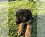Small #14 German Shepherd Dog