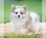 Small Photo #64 Pomeranian Puppy For Sale in WARSAW, IN, USA