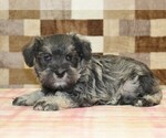 Small #1 Schnauzer (Miniature)