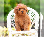 Small #8 Maltipoo (Miniature)