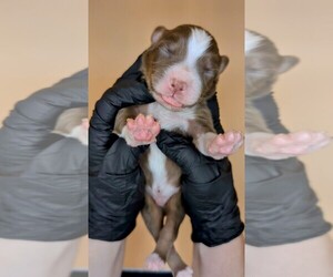 Australian Shepherd Puppy for sale in SOUTH HILL, VA, USA