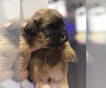 Small Photo #1 Zuchon Puppy For Sale in VIRGINIA BEACH, VA, USA